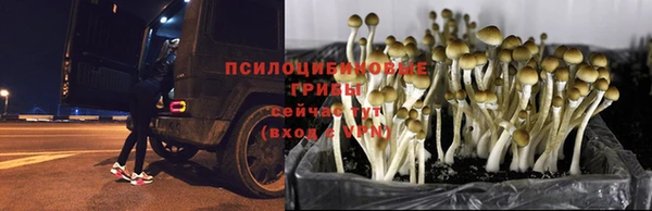 гашик Наволоки